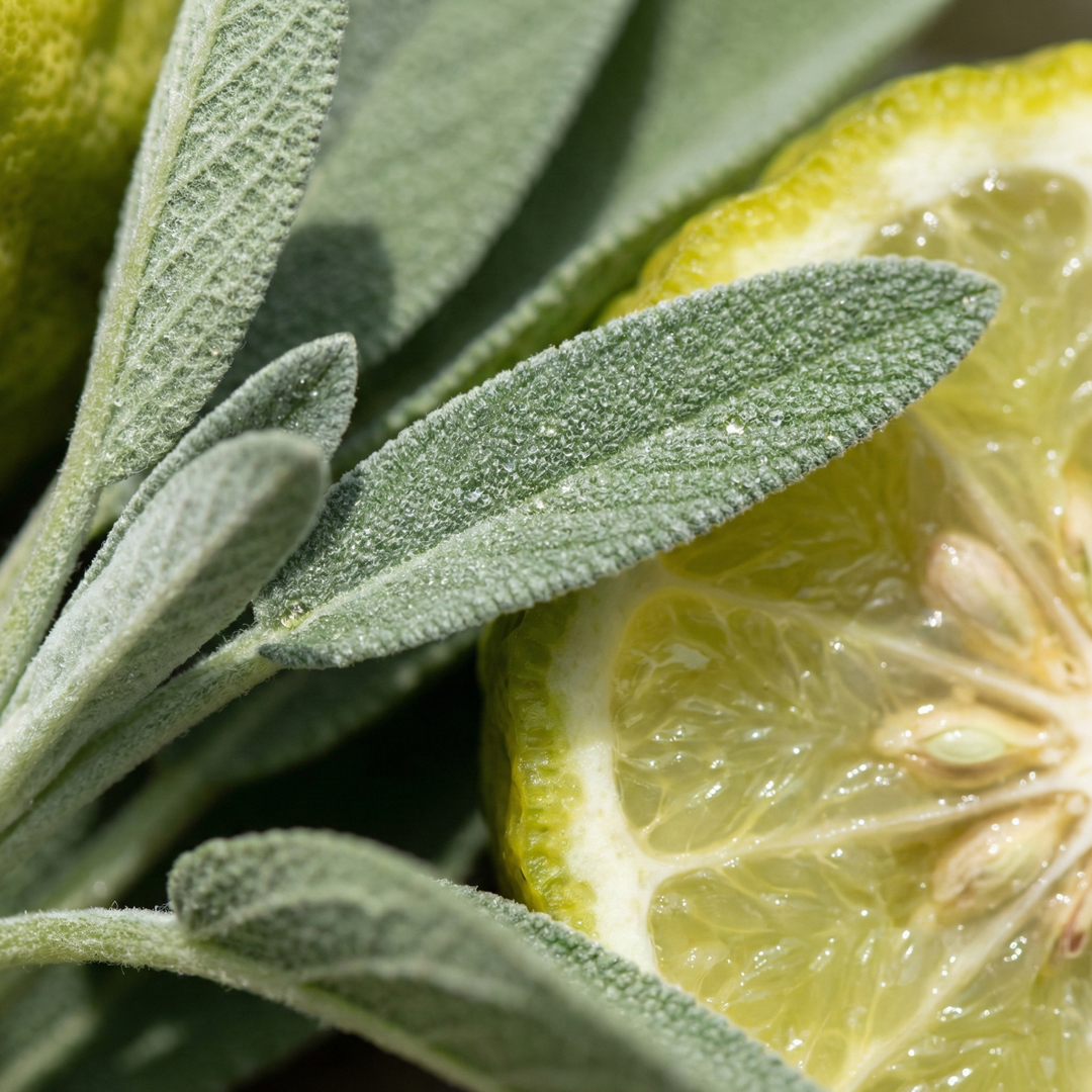 Candle Supply Fragrance Oil [Citrus & Sage] 125ml