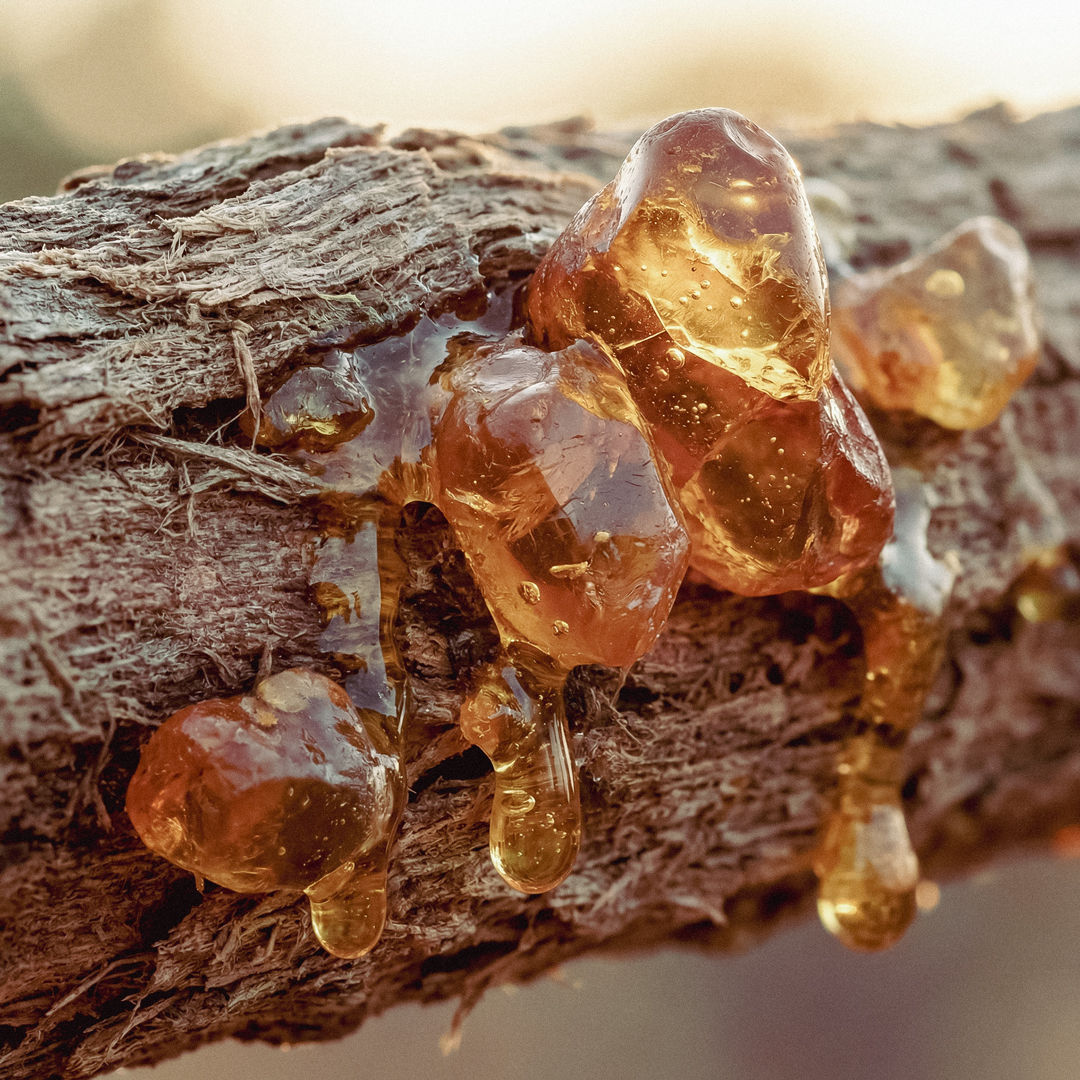 Candle Supply フレグランスオイル [エンシェント サンダルウッド] 18ml